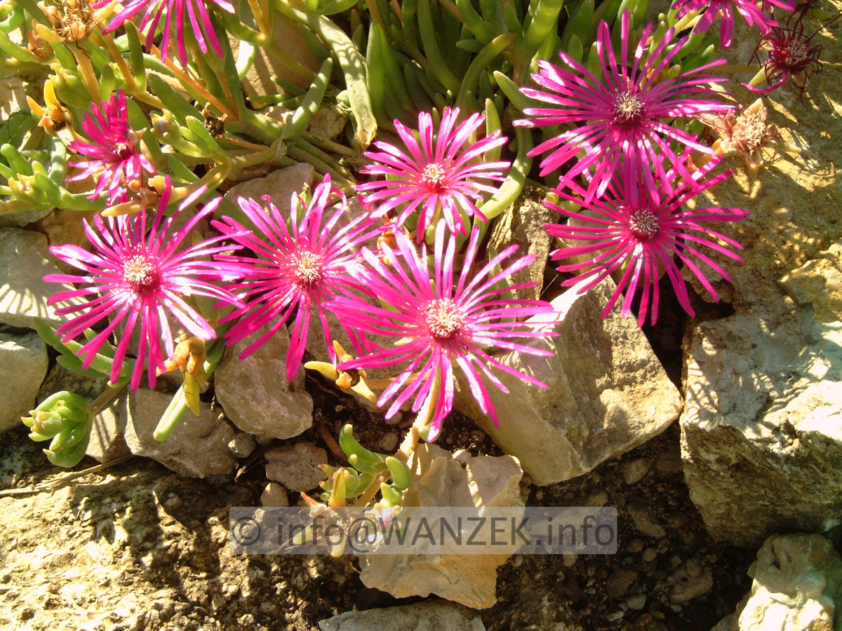 Delosperma cooperi - Mittagsblume rosarot.jpg